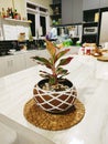 Kitchen decorations with plants on the table