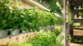 A kitchen featuring a wall of herbs and plants providing easy access to fresh and healthy ingredients.