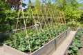 Kitchen Garden