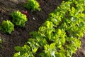 Kitchen garden