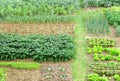 Kitchen garden Royalty Free Stock Photo