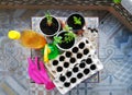 Kitchen garden in apartment on balcony window sill.