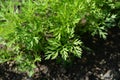 Carrot cultivation Royalty Free Stock Photo