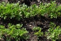 Carrot cultivation Royalty Free Stock Photo