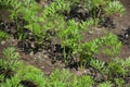 Cultivation of Carrot Royalty Free Stock Photo