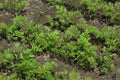 Cultivation of Carrot Royalty Free Stock Photo