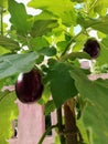 Kitchen garden.Egg plant. Fress brinjal. Royalty Free Stock Photo