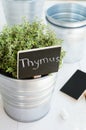 Kitchen garden - growing thyme herb in a planter Royalty Free Stock Photo