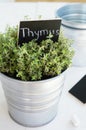 Kitchen garden - growing thyme herb in a planter Royalty Free Stock Photo