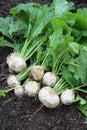 Harvest of turnip