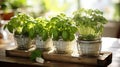 Kitchen garden, herbs on windowsill Royalty Free Stock Photo