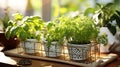 Kitchen garden, herbs on windowsill Royalty Free Stock Photo
