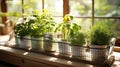Kitchen garden, herbs on windowsill Royalty Free Stock Photo