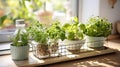 Kitchen garden, herbs on windowsill Royalty Free Stock Photo