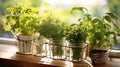 Kitchen garden, herbs on windowsill Royalty Free Stock Photo