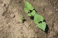 Kidney beans germination Royalty Free Stock Photo