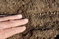 Planting seeds of the spinach Royalty Free Stock Photo