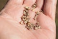 Planting seeds of the spinach Royalty Free Stock Photo