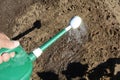 Planting seeds of the spinach Royalty Free Stock Photo