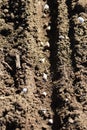 Planting seeds of the spinach Royalty Free Stock Photo