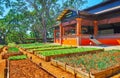 The kitchen garden at the restaurant, Kakku, Myanmar