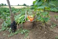 Kitchen garden six