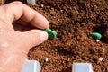 Sowing of Broad beans Royalty Free Stock Photo