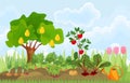 Kitchen garden or vegetable garden with different vegetables, fruit trees and tulips Royalty Free Stock Photo