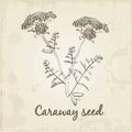 Kitchen hand-drawn herbs and spices, Caraway seed