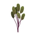 Kitchen Herb for Food Preparation and Garnish Vector Element