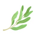 Kitchen Herb for Food Preparation and Garnish Vector Element
