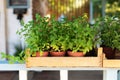 Kitchen herb plants in pots. Fresh spices herbs on balcony garden in pots. Gardening. Royalty Free Stock Photo