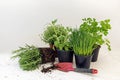 Kitchen herb plants in pots such as rosemary, thyme, parsley, sa Royalty Free Stock Photo