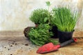 Kitchen herb plants in pots such as rosemary, thyme, sage, and c Royalty Free Stock Photo