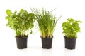 Kitchen herbs Royalty Free Stock Photo