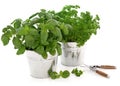 Kitchen Herbs Royalty Free Stock Photo