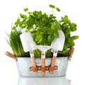Kitchen herbs Royalty Free Stock Photo