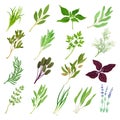 Kitchen Herbs or Potherbs as Spice and Condiment Big Vector Set Royalty Free Stock Photo