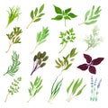 Kitchen Herbs or Potherbs as Spice and Condiment Big Vector Set Royalty Free Stock Photo