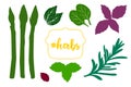 Kitchen herbs set. Hand drawn leaves of rosemary, basil, mint, oregano, thyme and asparagus. Royalty Free Stock Photo