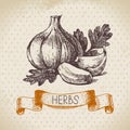 Kitchen herbs and spices. Vintage background with hand drawn sketch garlic