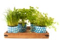 Kitchen herbs on tray Royalty Free Stock Photo