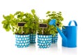 Kitchen herbs with watering can Royalty Free Stock Photo