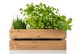 Kitchen herbs in wooden crate