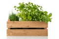 Kitchen herbs in wooden crate Royalty Free Stock Photo