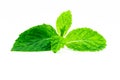 Kitchen mint leaf isolated on white background. Green peppermint natural source of menthol oil. Thai herb for food garnish. Herb