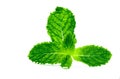 Kitchen mint leaf isolated on white background. Green peppermint natural source of menthol oil. Thai herb for food garnish. Herb f