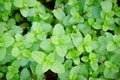 Kitchen Mint, Marsh Mint in vegetable garden Royalty Free Stock Photo