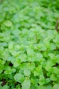 Kitchen Mint, Marsh Mint in vegetable garden Royalty Free Stock Photo