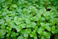 Kitchen Mint, Marsh Mint in vegetable garden Royalty Free Stock Photo